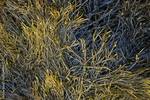 Knotentang (Ascophyllum nodosum), Braunalge