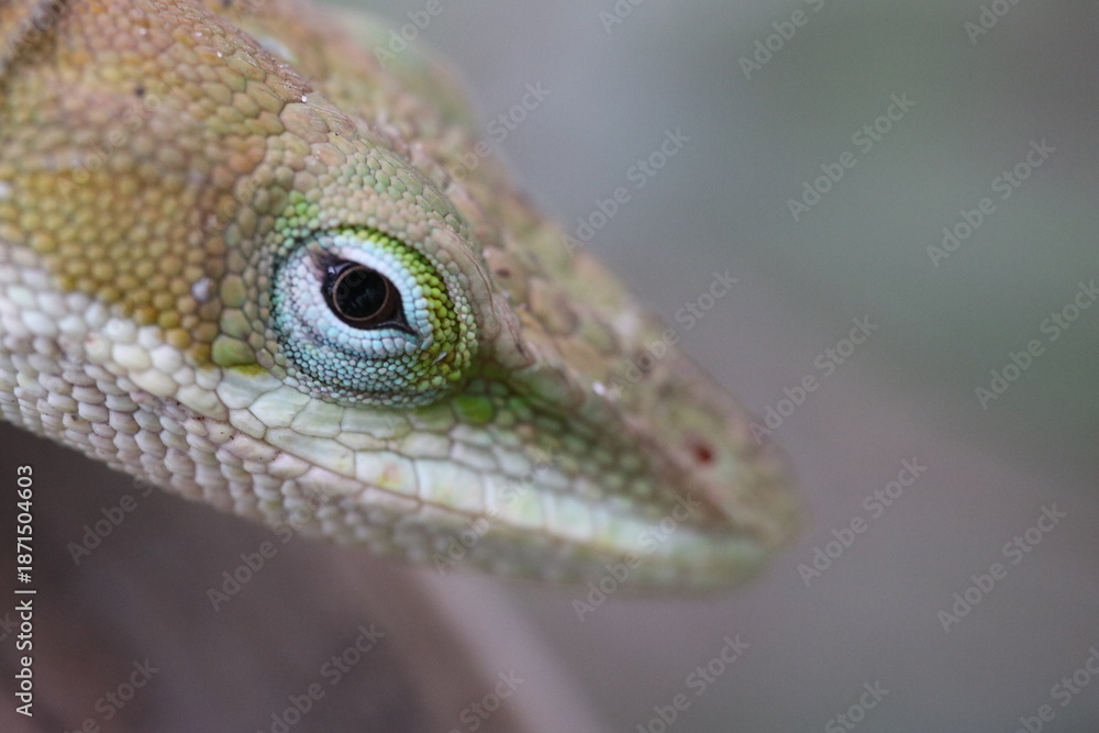 Fototapeta premium close up of a lizard