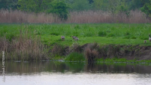 Wallpaper Mural a family of wild geese descends to the water Torontodigital.ca
