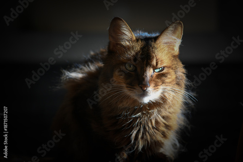 Fotografía Chat somali roux dans l'ombre et la lumière