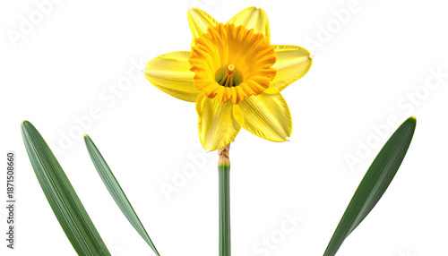 Close-up view of a vibrant yellow narcissus flower with green leaves, on black background