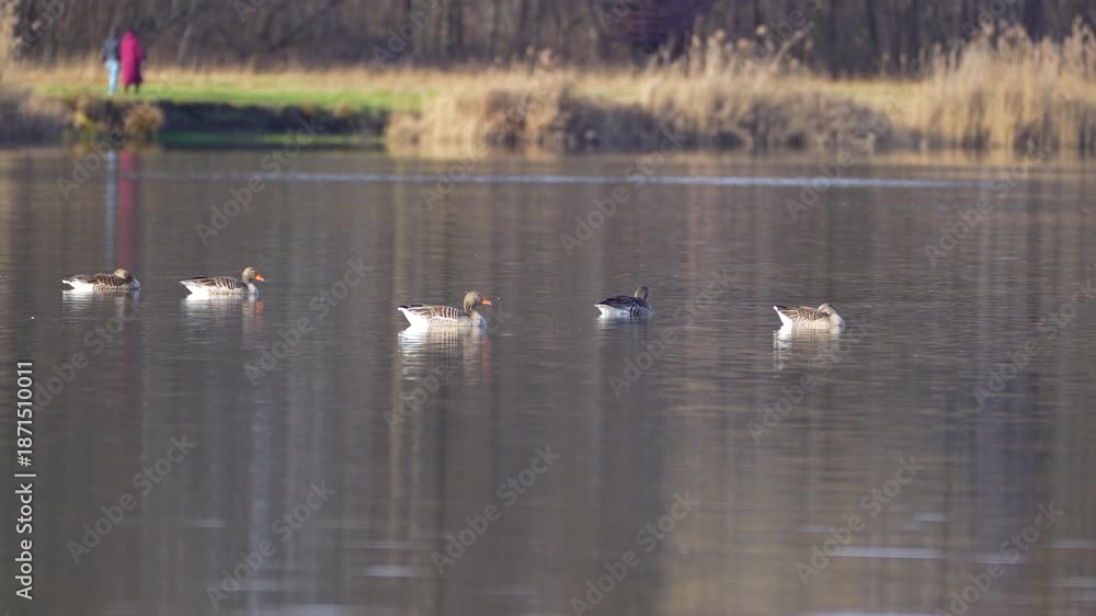 custom made wallpaper toronto digitala flock of wild geese and reflections in the water