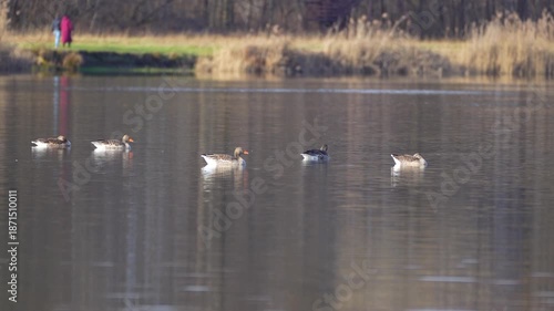 Wallpaper Mural a flock of wild geese and reflections in the water Torontodigital.ca