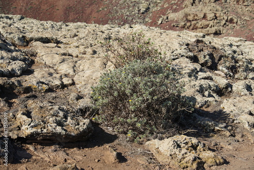 Trekking to Monte Corona, Lanzarote, November 2025, nature, bush, tree, landscape, view, rock, volcanic island, trekking, monte corona, plant, lichen
