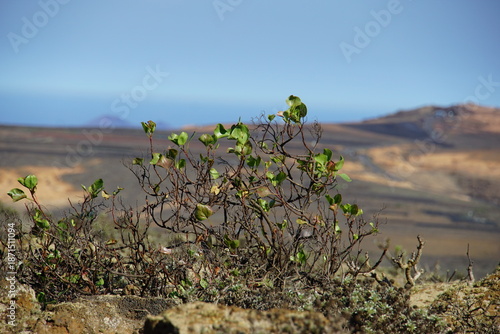 Trekking to Monte Corona, Lanzarote, November 2025, nature, bush, tree, landscape, view, rock, volcanic island, trekking, monte corona, plant, lichen
