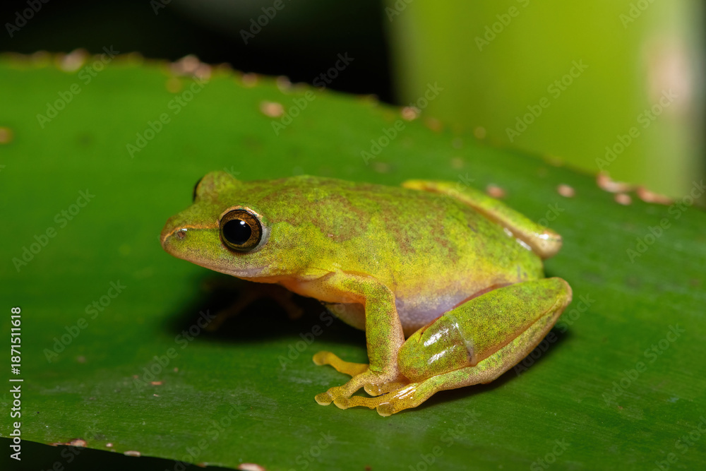 Obraz premium A gorgeous green Tinker Reed Frog (Hyperolius tuberilinguis) perched on dense vegetation, ready to jump. St Lucia, KwaZulu-Natal, South Africa