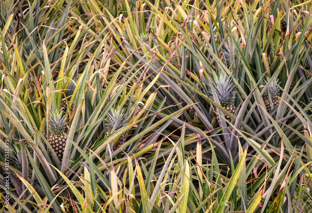 Naklejka premium A pineapple farm in Costa Rica shows many rows of pineapple plants growing under the sun in open land.