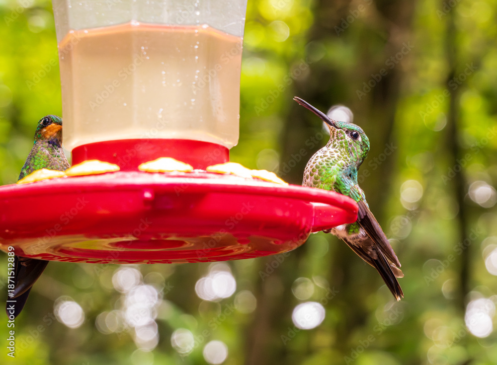 Fototapeta premium Two hummingbirds feeding on a red feeder in rain forest of Costa Rica. One is the Green crowned Brilliant bird