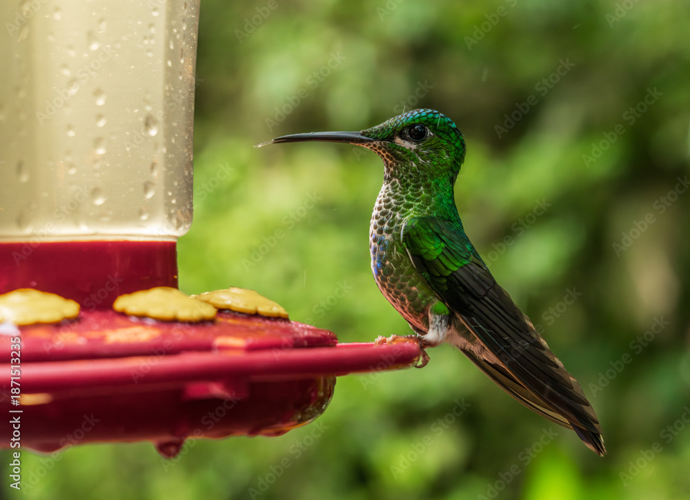 Obraz premium Green crowned brilliant hummingbird feeding on a red feeder in rain forest of Costa Rica