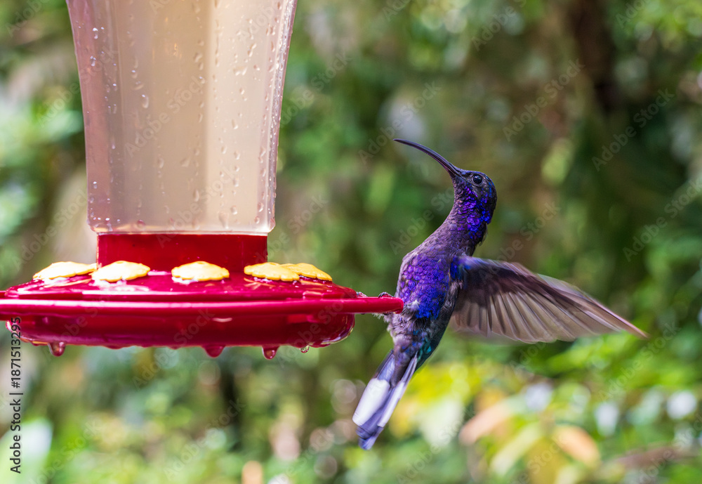 Obraz premium Violet Sabrewing or Campylopterus hemileucurus hummingbird feeding on a red feeder in rain forest of Costa Rica