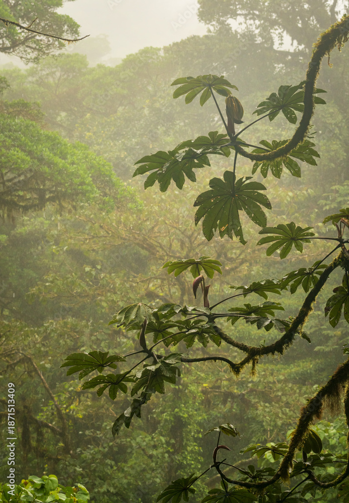 Naklejka premium Moss and lichen on tree trunk in rainforest of Monteverde in Costa Rica on wet rainy day