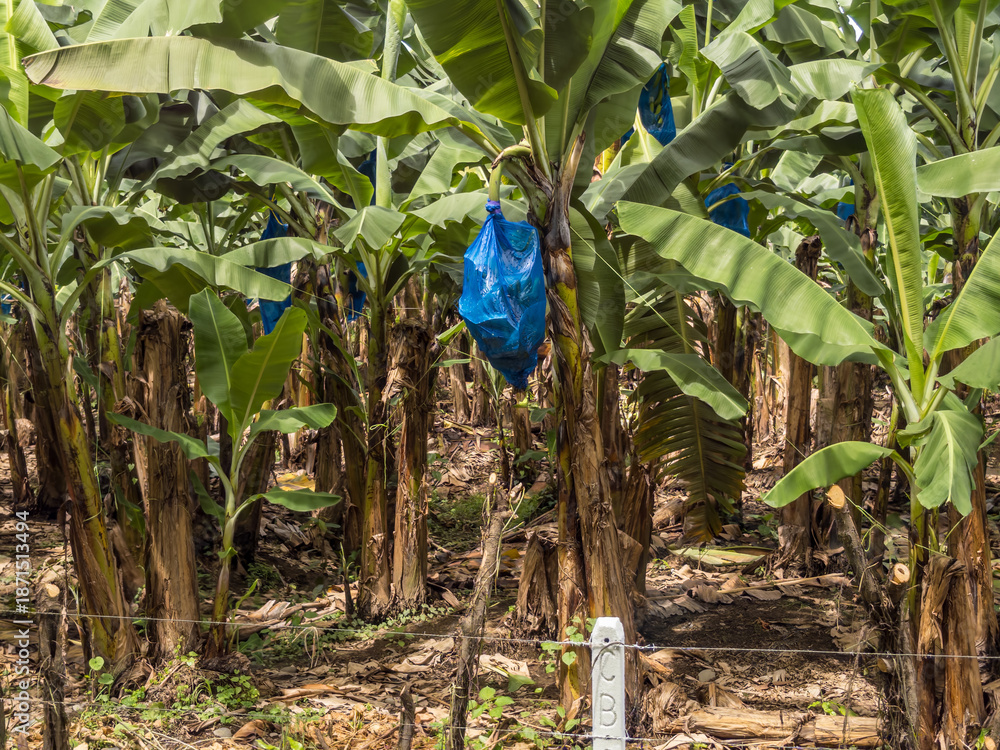 Naklejka premium Banana plants stand in rows in Costa Rica with blue bags protecting the fruit before harvest from insect damage