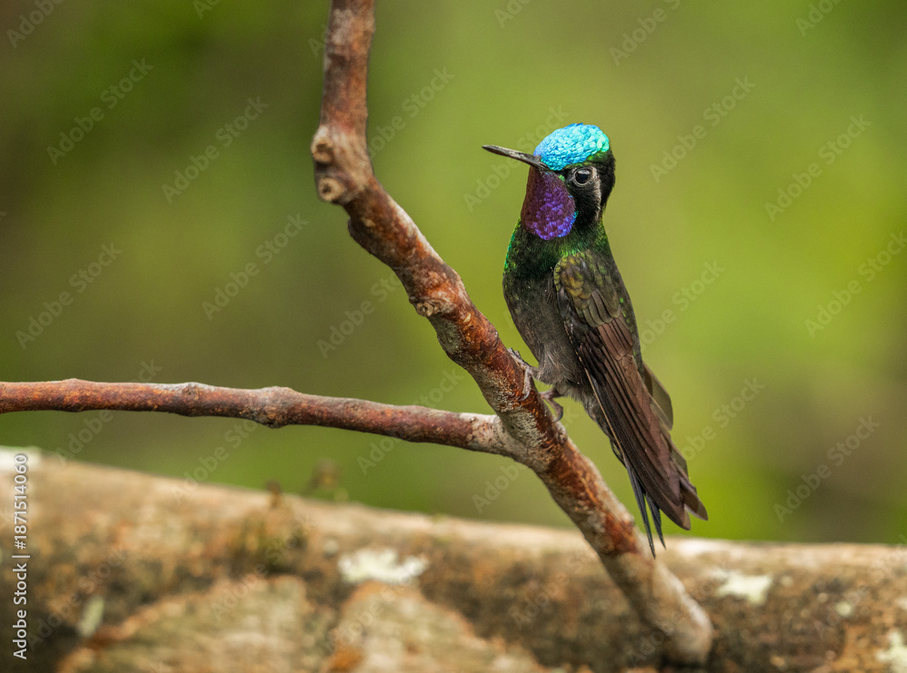 Fototapeta premium Purple-throated mountaiingem hummingbird perched on branch of a tree in rain forest of Costa Rica