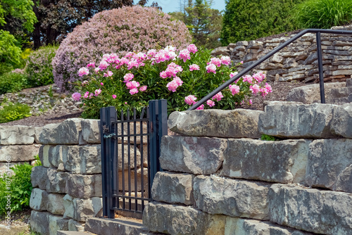 Pink Peonies Growing By The Garden Gate In Summer