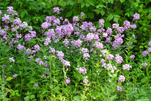 Invasive Dames Rocket Growing Along The Fox River Trail In Wisconsin