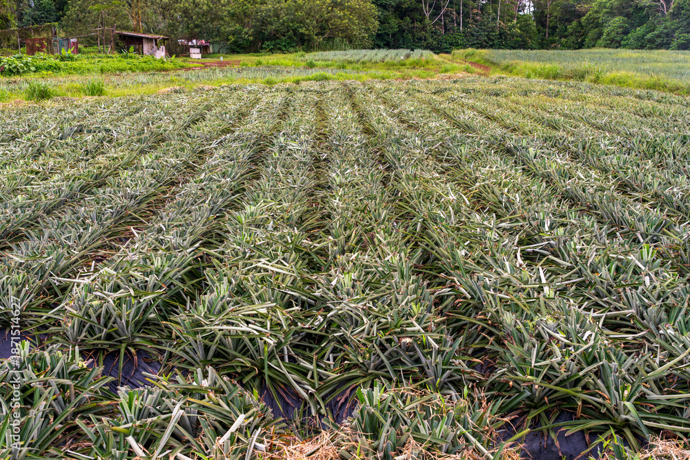 Naklejka premium A pineapple farm in Costa Rica shows many rows of pineapple plants growing under the sun in open land.