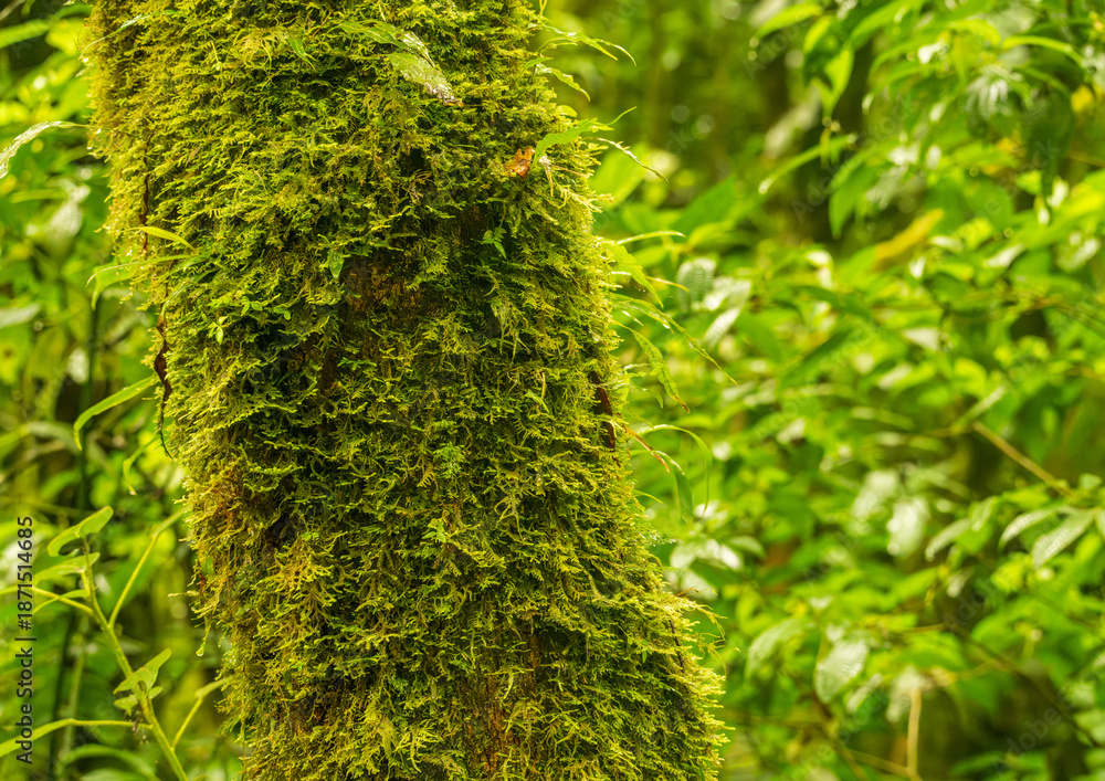 Obraz premium Moss and lichen on tree trunk in rainforest of Monteverde in Costa Rica on wet rainy day