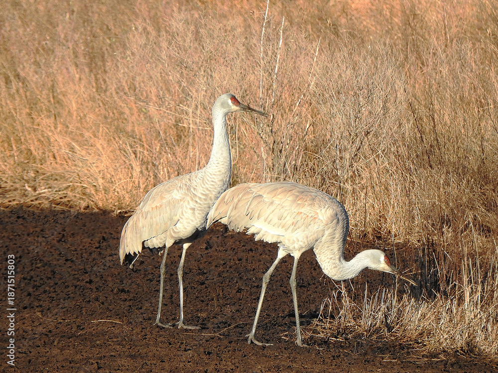Fototapeta premium A pair of sandhill cranes enjoying life within the Bombay Hook National Wildlife Refuge, Kent County, Delaware. 