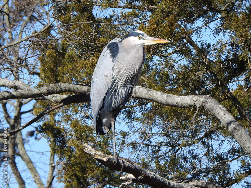 Fototapeta premium A great blue heron, enjoying a cold winter day, within the wetlands of the Bombay Hook National Wildlife Refuge, Kent County, Delaware. 