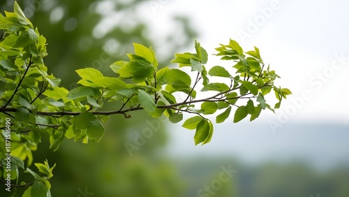 Wallpaper Mural Serene branch with vibrant green leaves stretching out against a soft, blurred landscape Torontodigital.ca