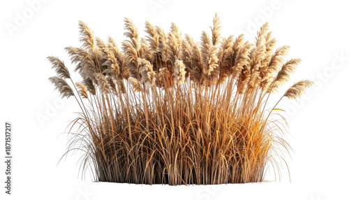 Digitally created cluster of tall, golden-brown grass with feathery plumes