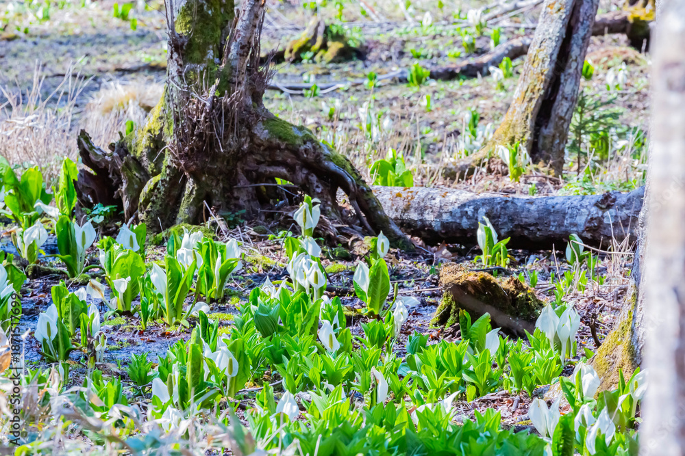 Fototapeta premium 水芭蕉 