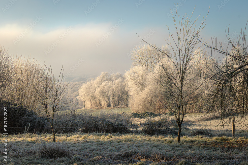 Obraz premium Frost-covered trees in a quiet rural meadow on a cold winter morning, illuminated by soft sunlight under a pale blue sky with light mist in the background.