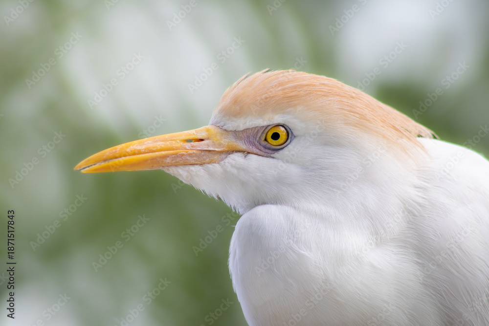 Obraz premium Western Cattle-Egret close-up