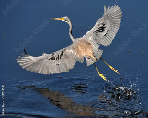 A tricolor heron takes off from the water with wings spread wide in Florida