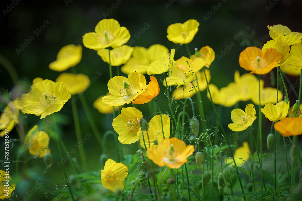 Obraz premium Yellow poppies in their natural habitat. Shallow depth of field. Cambrian poppy