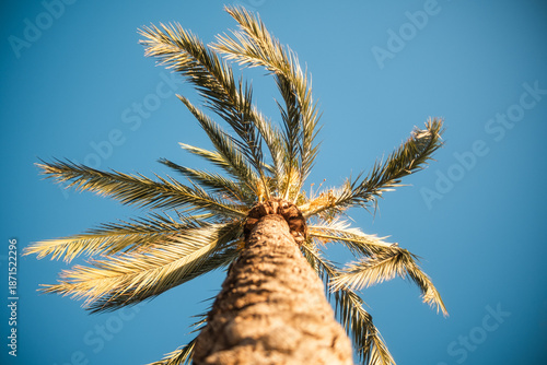 Palme auf Mallorca, Alcudia