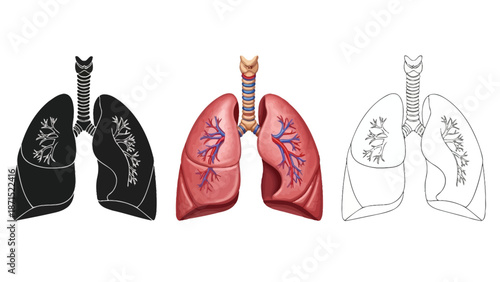 Human lungs anatomy set in realistic black and outline styles representing respiratory system health and medical illustration