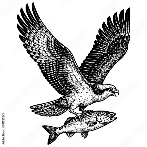 Vintage black ink engraved flying eagle illustration isolated on white background