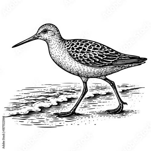 Vintage black ink engraved shorebird illustration isolated on white background