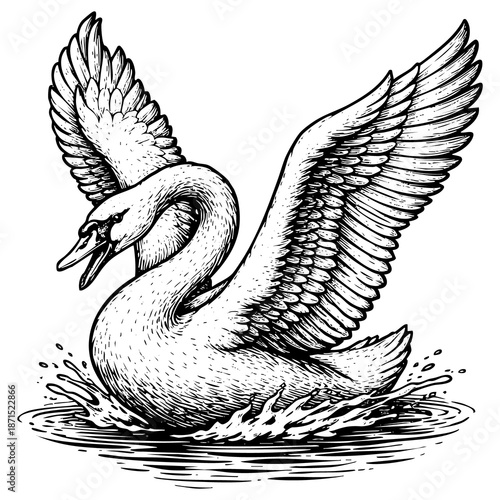 Vintage black ink engraved swan landing on water illustration isolated on white background