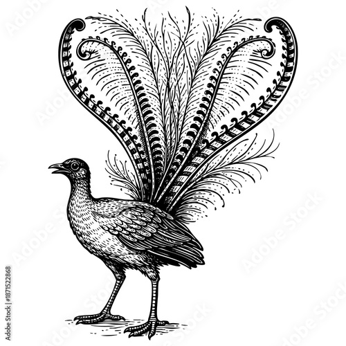 Vintage black ink engraved lyrebird illustration with decorative tail isolated on white background