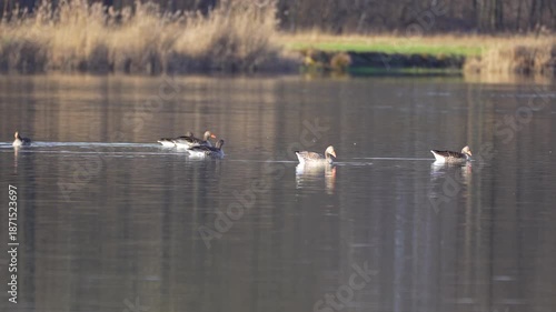 Wallpaper Mural a flock of wild geese on a lake in early spring Torontodigital.ca