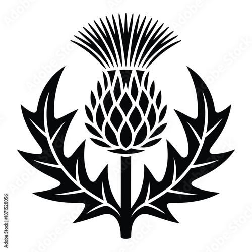 Illustration of scottish thistle flower with leaves symbol scotland in black and white style floral element in botanical style is isolated on white