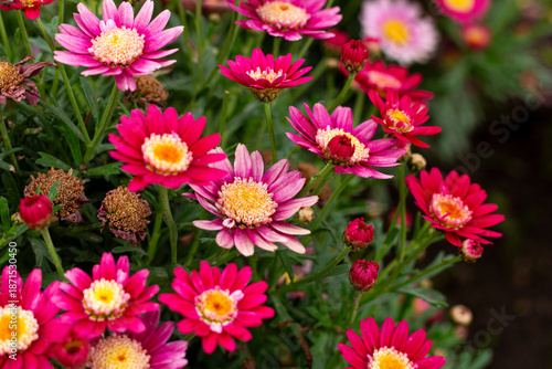Florecer primavera