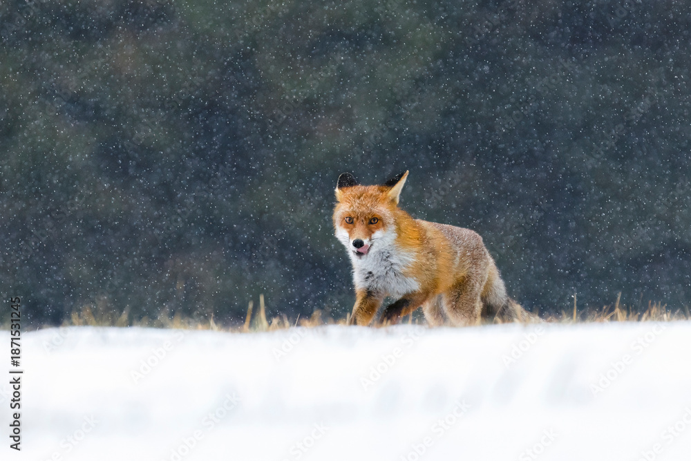Obraz premium Fox in snowfall. Red fox, Vulpes vulpes, running on forest meadow covered in snowflakes. Pure winter fun of beautiful beast. Orange fur coat animal with fluffy tail. Wild vixen in wildlife nature.