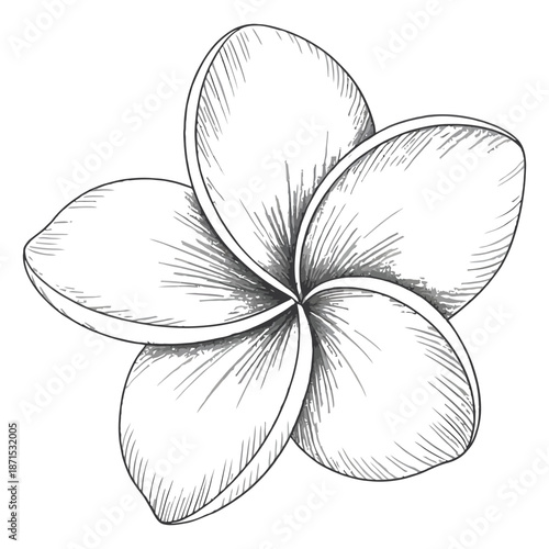 Plumeria flower sketch blossom bloom tropical flora drawing in monochrome vector design art botanical element single frangipani close up