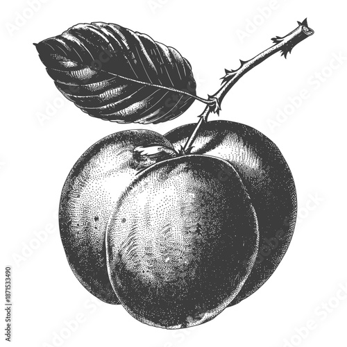A depiction of ripe fruits with a leaf and stem