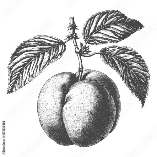 A single peach is attached to a tree branch with leaves