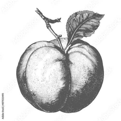 A detailed drawing showcases an apple with its leaves and branch