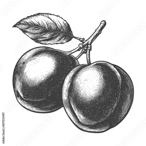 Two plums and a leaf are shown on a branch
