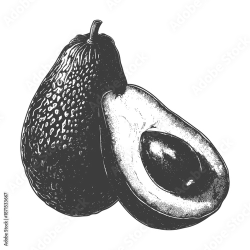 A single avocado and a halved one illustration on white background