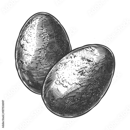 Two Eggs Detailed Hand Drawn Illustration