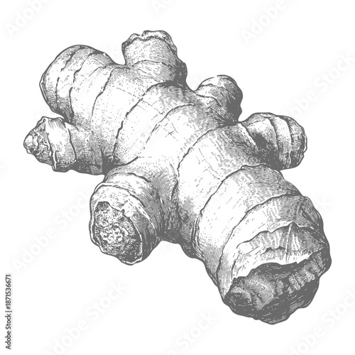A Detailed Engraving of Fresh Ginger Root