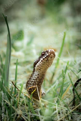 Canvastavla Vipera berus head on the green meadow.