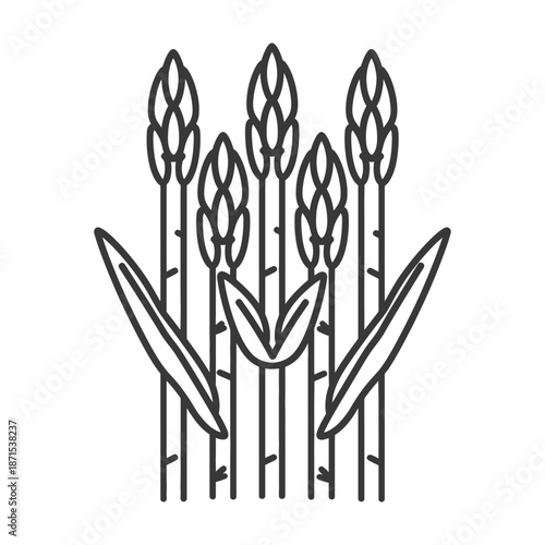 Asparagus stalks illustration showing a healthy crop